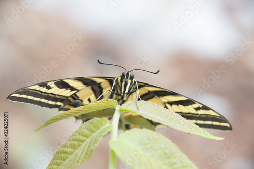 Mariposa corola Multicaudata xochiquetzal Papilio multicaudata sobre fondo verde sobre flores y hojas photo