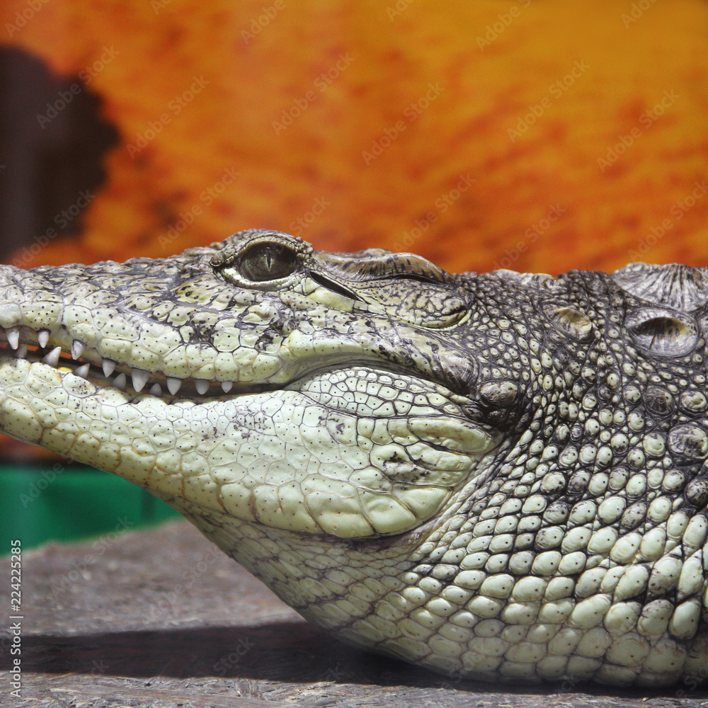 Obraz premium Crocodile close-up. Aligator