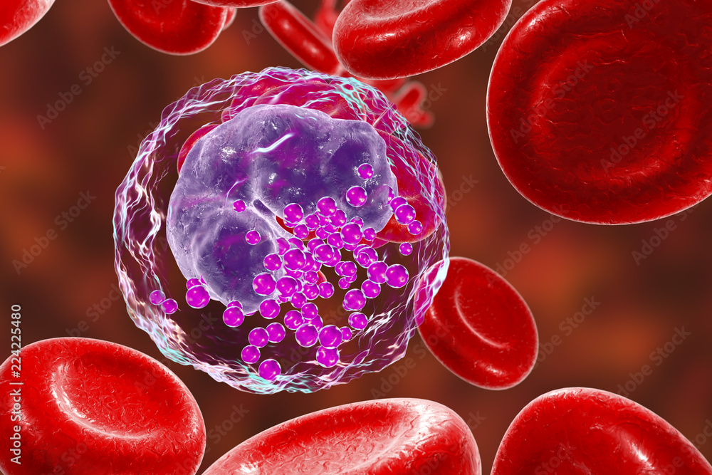 Basophil, a white blood cell, 3D illustration. Basophils are