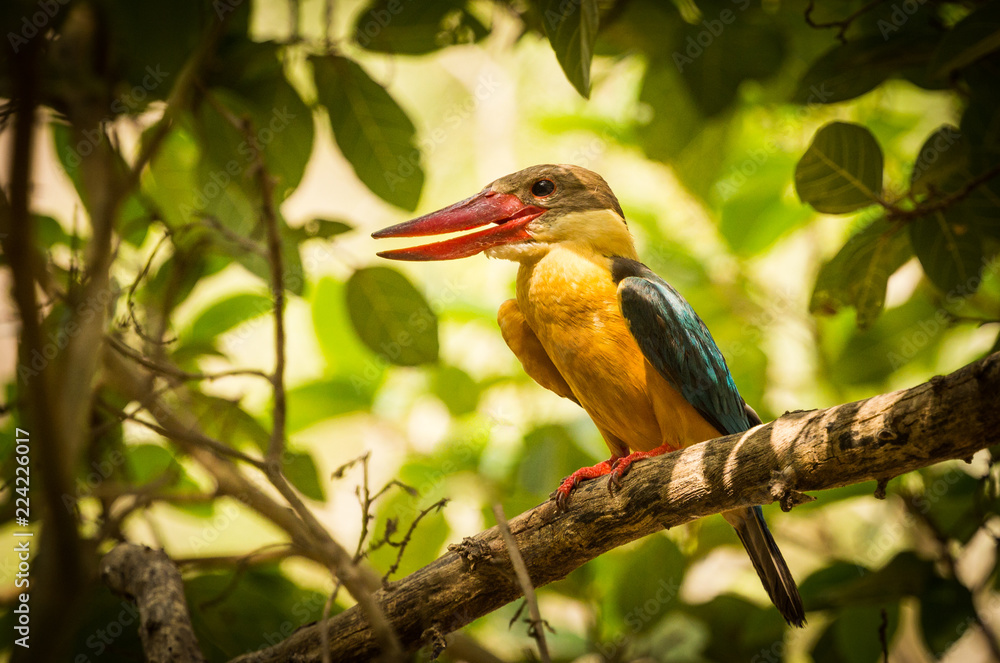 Fototapeta premium Stork-billed Kingfisher