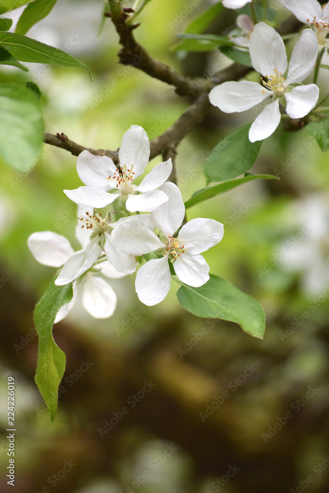 Apple Tree Blossoms Apple Tree Blossoms