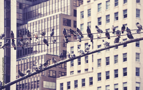 Photography Urban birds, retro stylized picture of pigeons in the New York City, USA