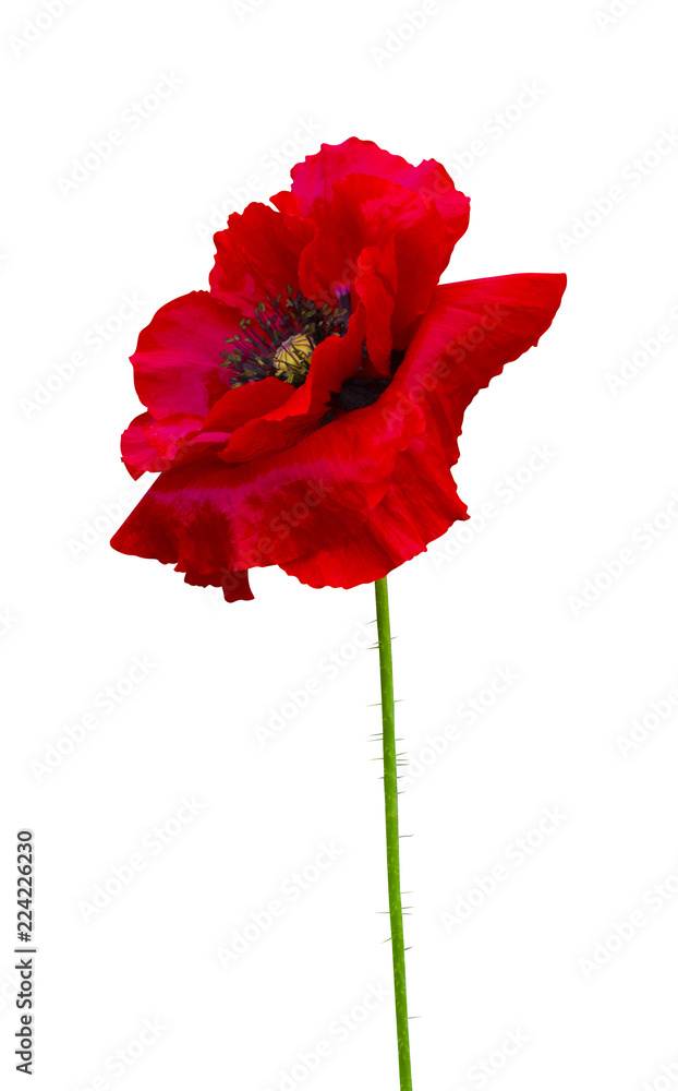 Naklejka premium red poppy isolated on white background
