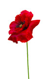 red poppy isolated on white background
