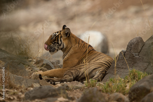 Tiger sitting and licking