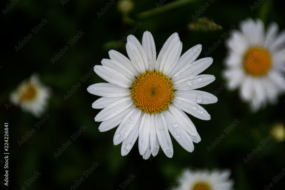 White chamomile after rain. Close up. White chamomile after rain. Close up.
