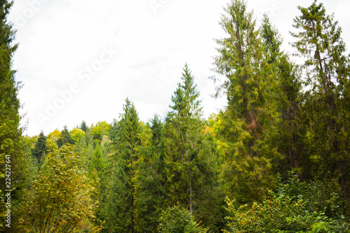 Road through the autumn forest