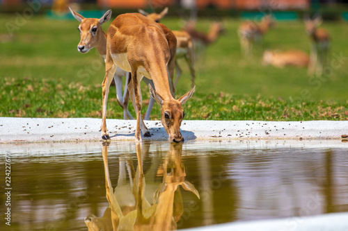 Antelope © JorgeArmando