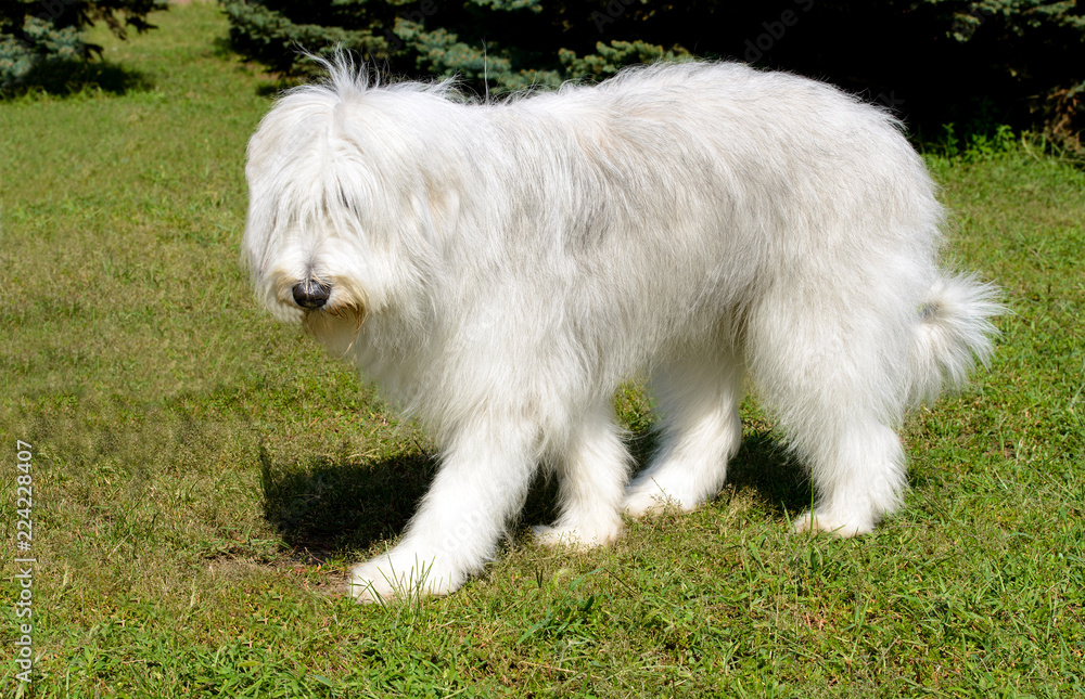 South Russian Sheepdog left side. The South Russian Sheepdog is in the park. South Russian Sheepdog left side. The South Russian Sheepdog is in the park.