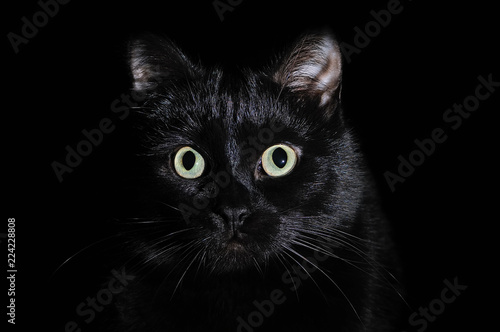 Portrait of a muzzle of a black cat on black