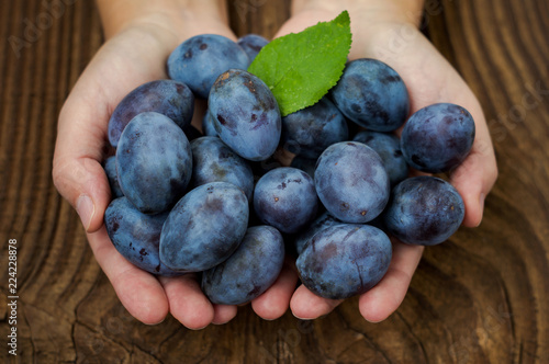 Fresh blue plums in hands on wood table background. Sweet autumn fruit. Delicious and healthy raw food full of vitamins.