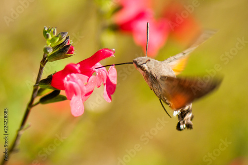 Hummingbird Hawk Moth 