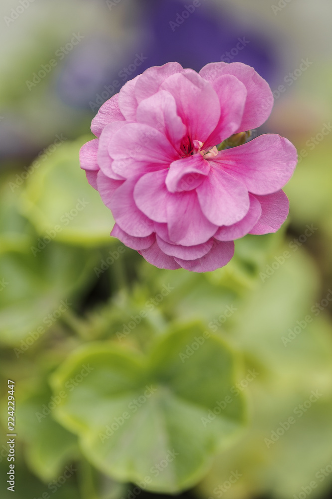 unpretentious, but unusually beautiful Pelargonium ivyplastic ampel selective focus unpretentious, but unusually beautiful Pelargonium ivyplastic ampel selective focus