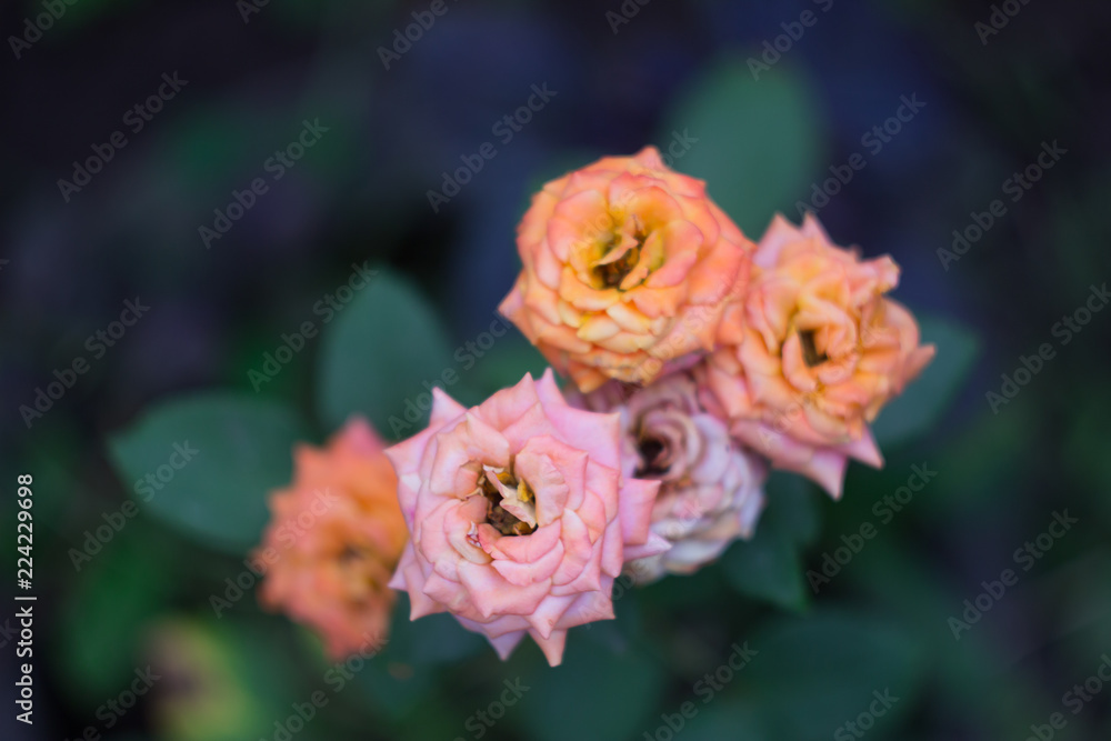 Bush of multicolor roses in the garden Bush of multicolor roses in the garden