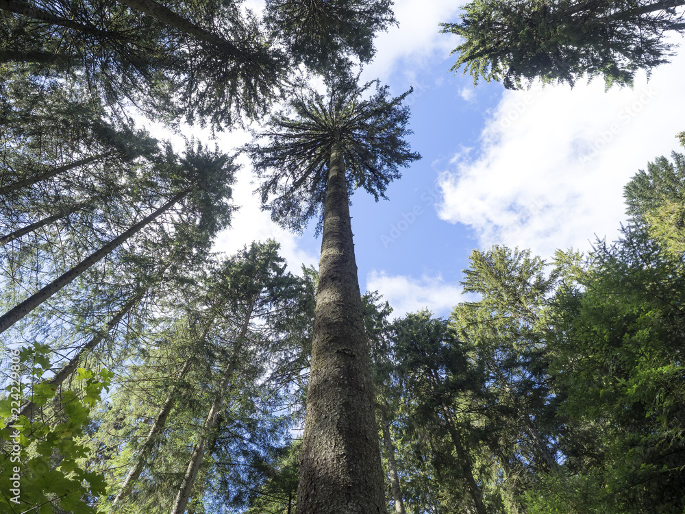 Fototapeta premium En forêt. Sous la cime des arbres.