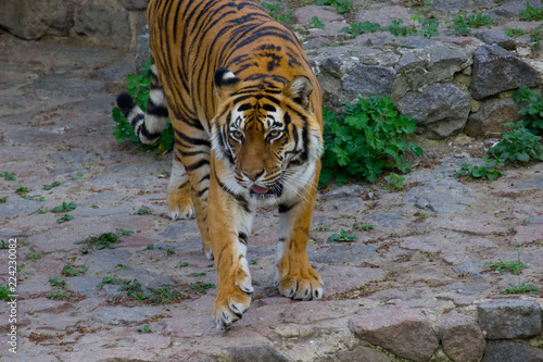 Siberian tiger walking on a summer day