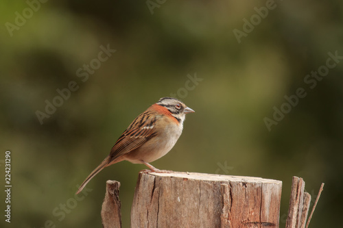 Rufous-collared Sparrow