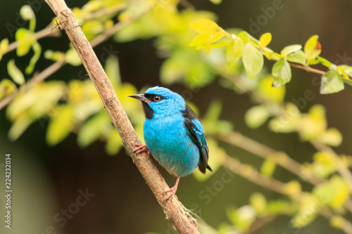 Blue Dacnis