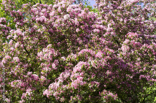 blooming cherry tree with pink flowers in spring. background  nature.