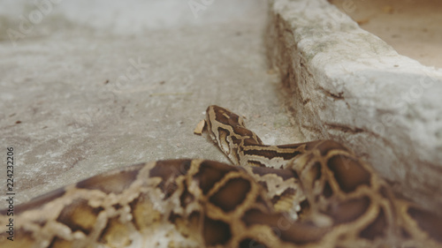 python snake close-up. Pyton in the Zoo