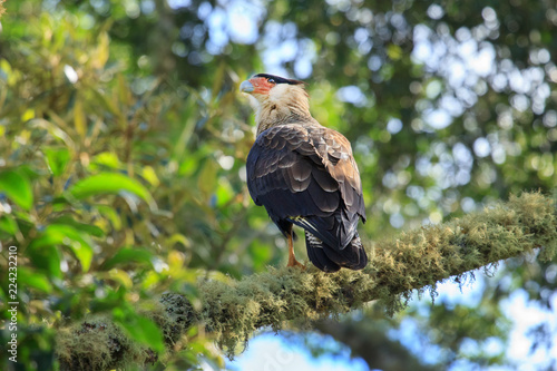 Southern Caracara