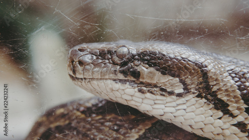 python snake close-up. Pyton in the Zoo