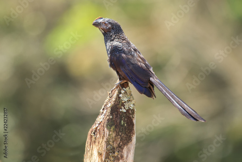 Smooth-billed Ani