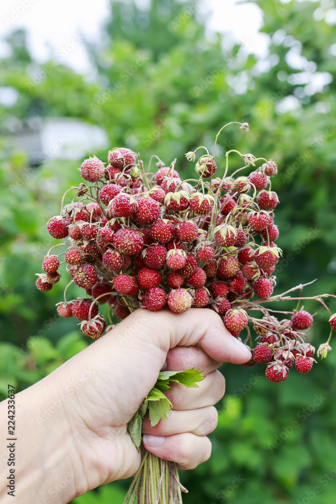beautiful bouquet of juicy bright meadow red strawberry berry holds a hand against the background of a garden