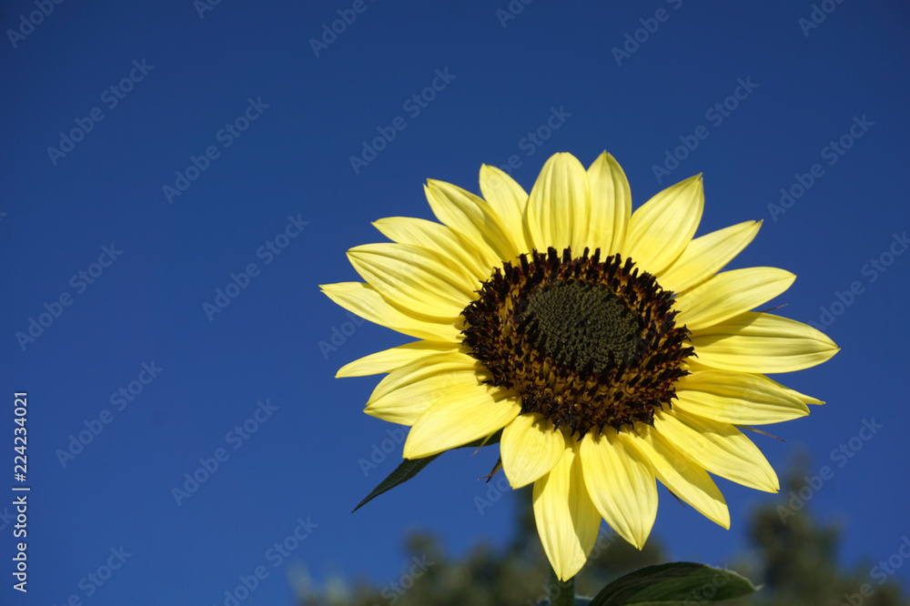 Autumn sunflower flower on the blue sky background Autumn sunflower flower on the blue sky background