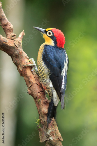 Yellow-fronted Woodpecker