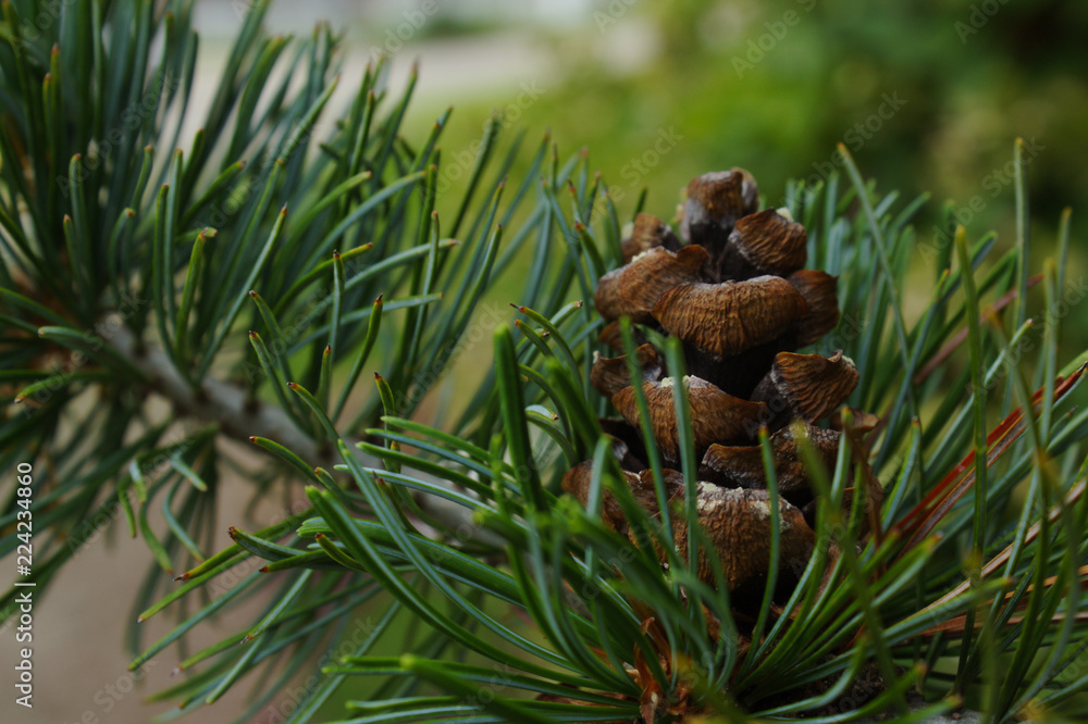 Close Up of a Brown Pine Cone in a Green Tree Close Up of a Brown Pine Cone in a Green Tree