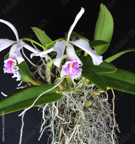 cattleya orchid white pink on a dark background photo