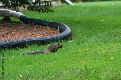 Squirrel in the Yard