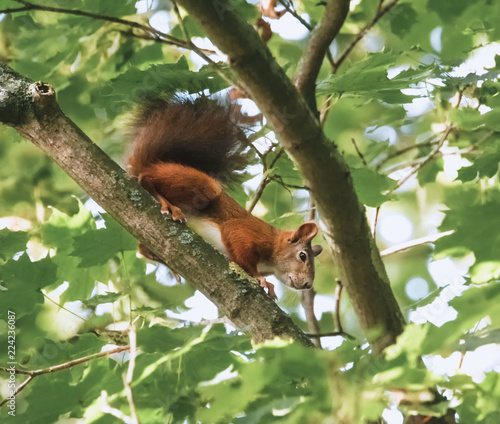 Neugieriges Eichhörnchen im Baum © Micha Trillhaase