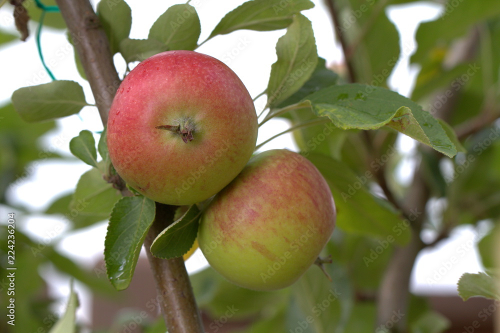 large ripe apples clusters hanging heap on a tree branch in an intense apple orchard large ripe apples clusters hanging heap on a tree branch in an intense apple orchard