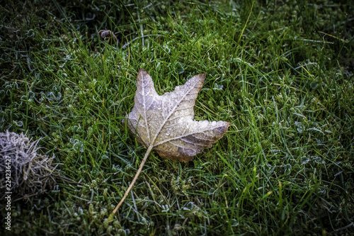 Fall © Andrew