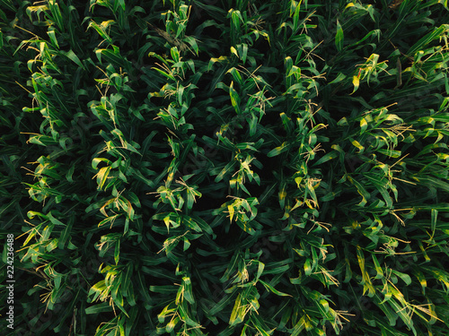 Photography Aerial drone top view of cultivated corn field
