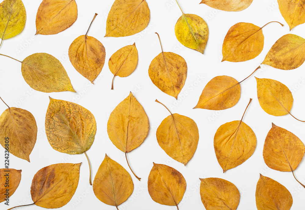 Autumn leaves isolated on white background. Autumn leaves background. Autumn composition. Frame made of autumn leaves on white Autumn leaves isolated on white background. Autumn leaves background. Autumn composition. Frame made of autumn leaves on white