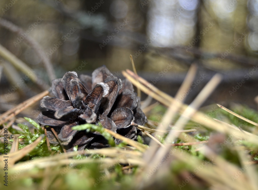 pine cone on the grass