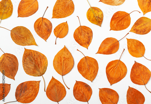 Autumn leaves isolated on white background. Autumn leaves background. Autumn composition. Frame made of autumn leaves on white © Agnes