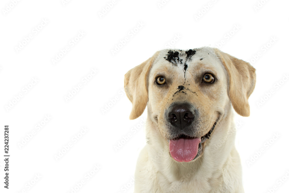 HAPPY, DIRTY DOG FACE. ISOLATED AGAINST WHITE BACKGROUND.