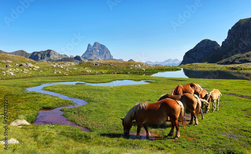 Horses grazing in Anayet plateau, Spanish Pyrenees, Aragon, Spain. photo