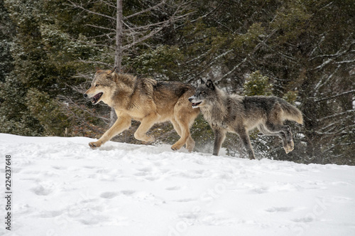 Two Wolves in Winter Forest
