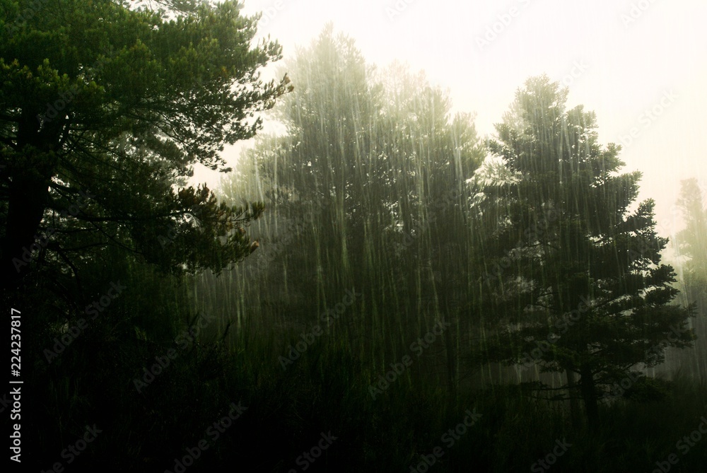 Pine forest under heavy rainfall during autumn Pine forest under heavy rainfall during autumn