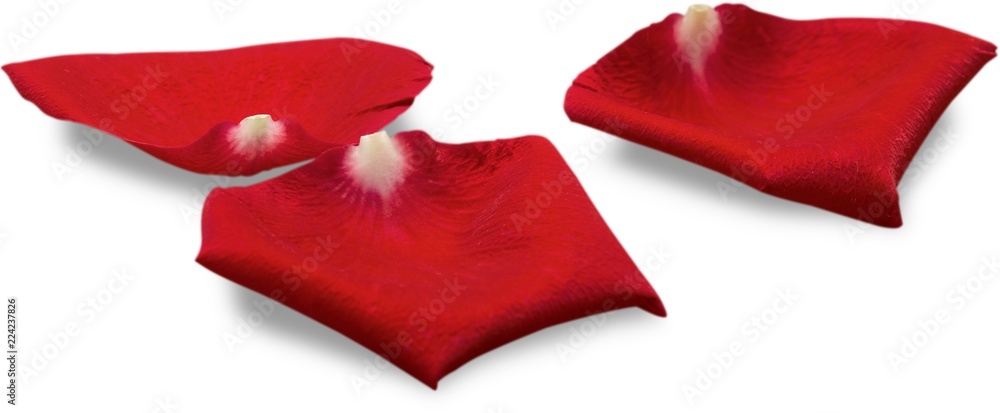 Red Rose Petals Red Rose Petals