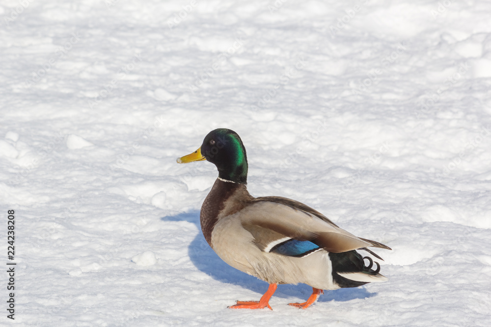 Obraz premium Picturesque drake on white snow