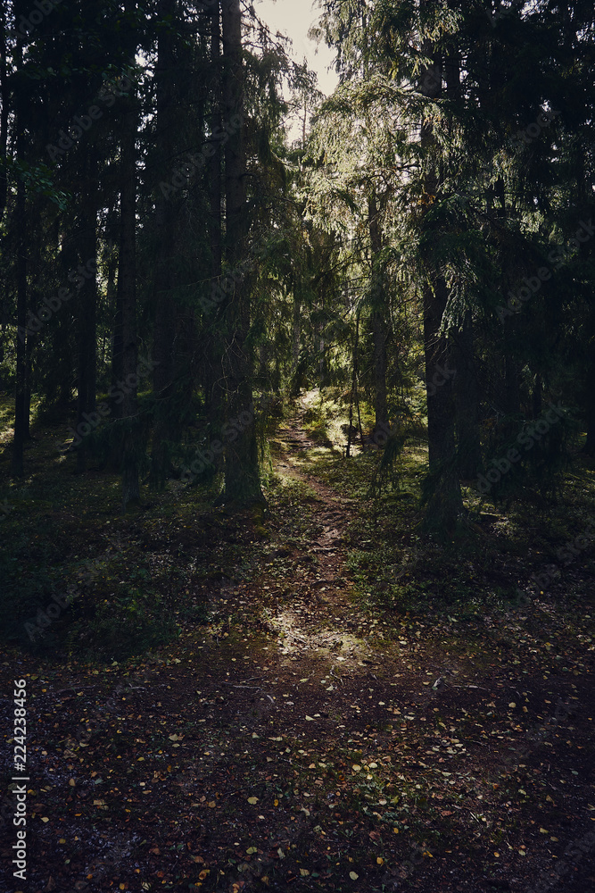 Obraz premium Forest in Autumn time with beautiful sunlight