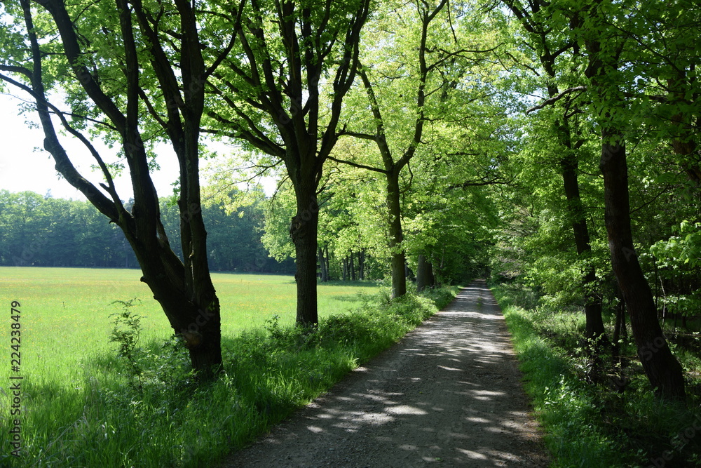 Obraz premium Waldrand