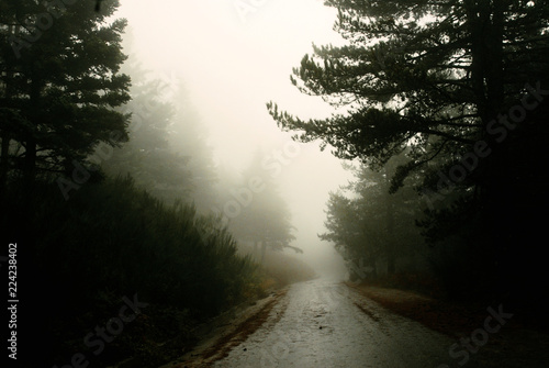 Pine forest in fog during autumn © Theastock