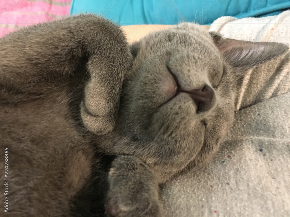 Obraz premium beautiful cat sleeping in a gentle pose